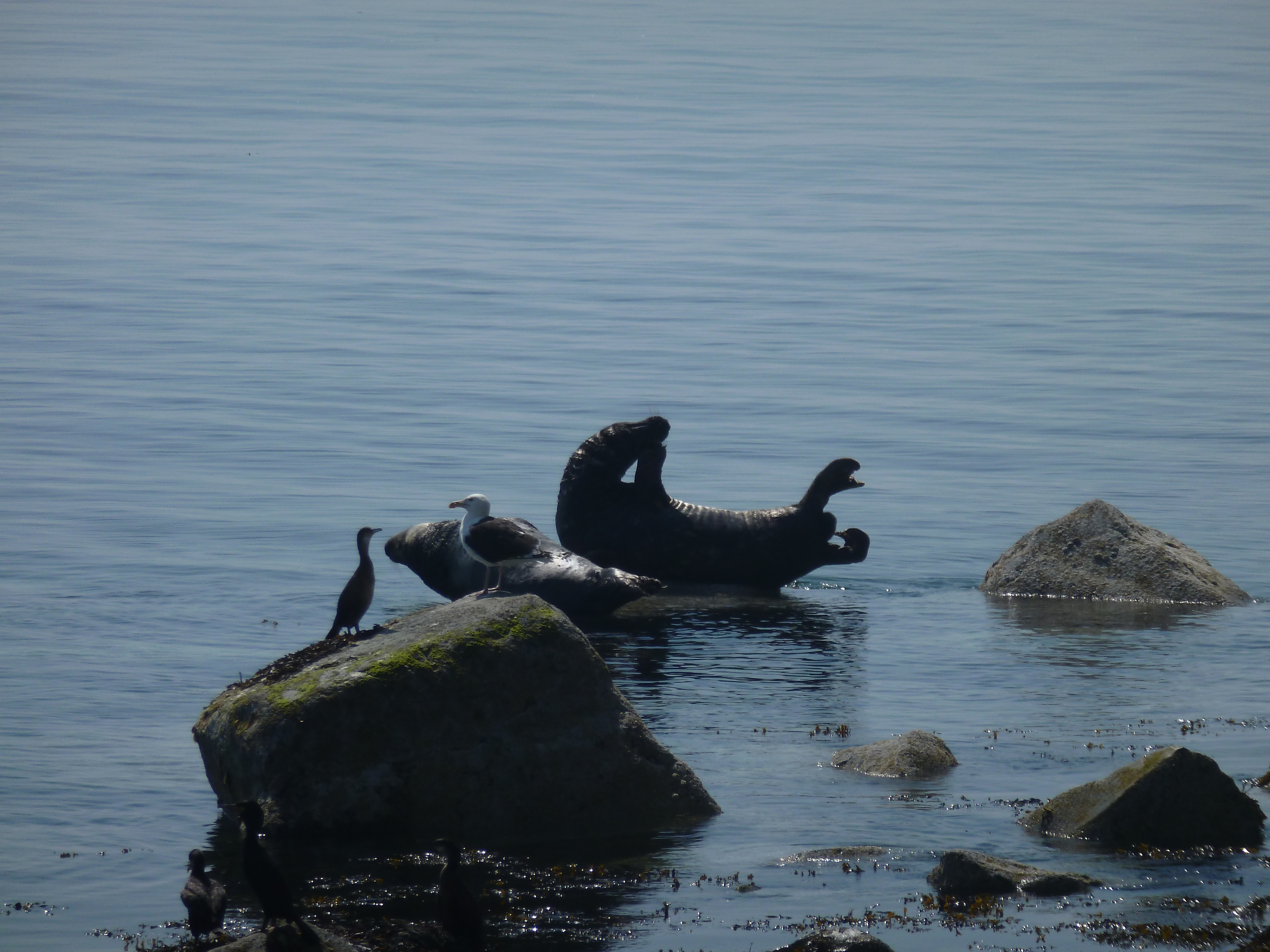 Sunbathing seals on a rock acting mermaidish